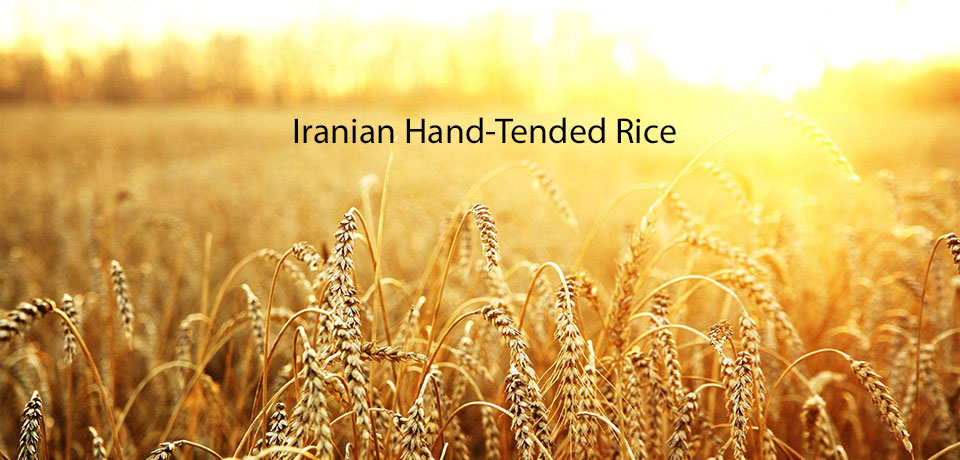 Iranian Hand-Tended Rice