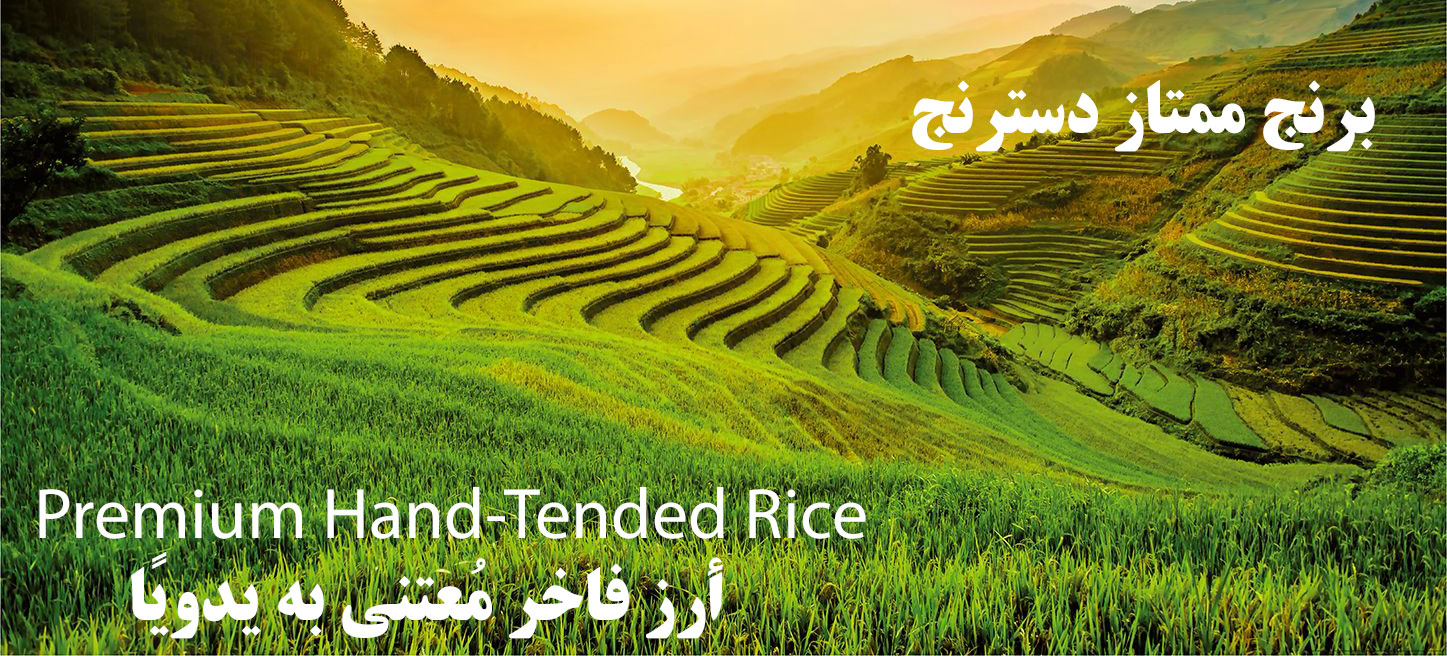 برنج ممتاز دسترنج